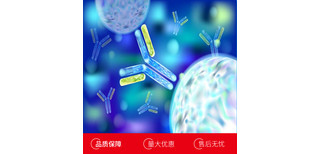 牛白介素12B(IL12B)多克隆抗体图片2