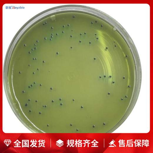 微生物学接种体肉汤