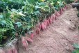 贵州脱毒商薯19红薯苗抗病性强高淀粉产地直发