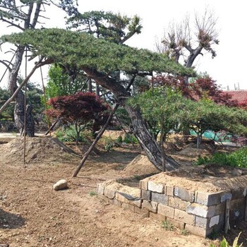 造型松種植基地