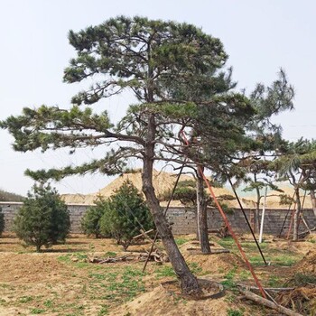 造型黑松種植基地