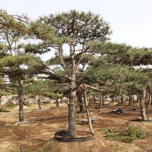 山东景观松种植基地