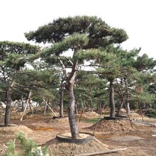 泰安造型松种植基地