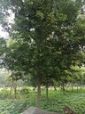 陜西樸樹基地樸樹批發(fā)基地批發(fā)12-15公分樸樹全冠樸樹出售