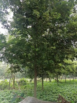 陜西樸樹基地樸樹批發(fā)基地批發(fā)12-15公分樸樹全冠樸樹出售
