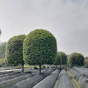 四川成都桂花基地批發(fā)，高桿桂花基地，桂花價(jià)格優(yōu)惠