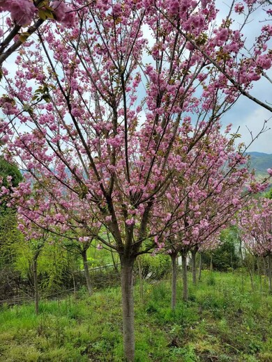 10公分樱花批发基地陕西樱花工程苗12公分樱花价格湖北樱花