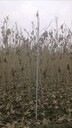 四川成都木芙蓉基地批發(fā)叢生木芙蓉籠子高桿木芙蓉批發(fā)價