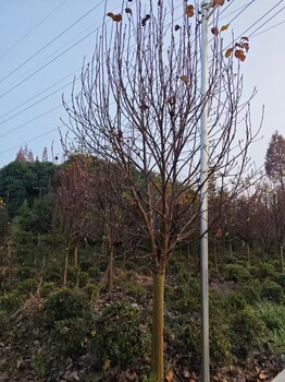高分枝紅花玉蘭批發(fā)15公分紅花玉蘭基地12公分紅花玉蘭價格