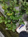 四川茶梅基地批發(fā)茶梅球，茶梅杯苗地苗，茶梅工程苗