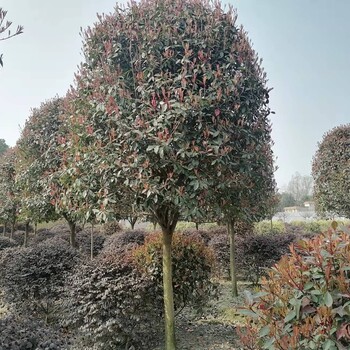 高桿紅葉石楠工程苗8公分紅葉石楠基地魯賓斯紅葉石楠批發(fā)