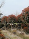 四川高桿紅葉石楠基地米徑8-10-12公分高桿紅葉石楠批發(fā)