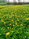 四川、內江木春菊草花基地批發(fā)30-40高木春菊木春菊基地