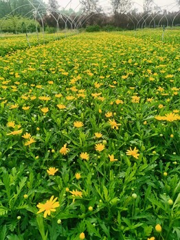宜賓木春菊批發(fā)的基地出售30-40高木春菊杯苗