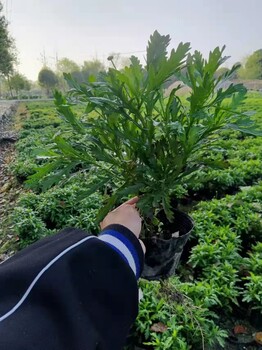 四川、貴州、重慶木春菊基地批發(fā)30公分高木春菊小杯和大杯