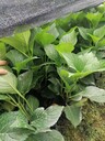 繡球批發(fā)基地繡球工程苗無盡夏繡球價格16杯繡球批發(fā)價