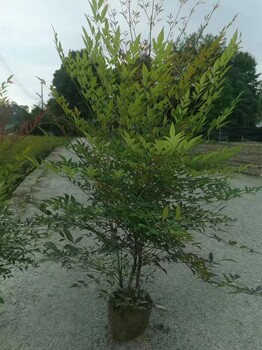 貴州南天竹小杯50高南天竹基地30高南天竹批發(fā)南天竹工程苗