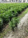 貴州細葉棕竹基地批發(fā)50-60-80高棕竹四川、重慶矮棕竹出售