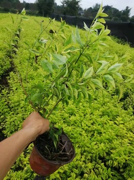陜西、重慶、成都花葉連翹基地批發(fā)30-40高花葉連翹大杯苗