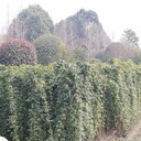 四川油麻藤基地常春油麻藤批發(fā)2米高油麻藤綠化苗油麻藤價格