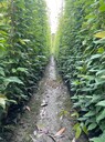 四川油麻藤基地批發(fā)常春油麻藤綠化苗工程苗常春油麻藤價格優(yōu)惠