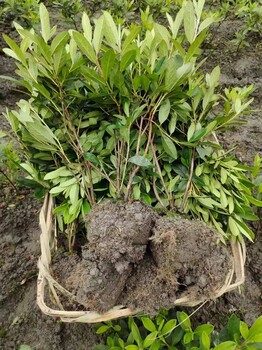 30高毛鵑基地四川毛鵑工程苗16杯毛鵑批發(fā)毛鵑地籠子杯苗