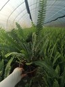 四川腎蕨基地批發(fā)腎蕨16杯、腎蕨小杯成都腎蕨種植基地