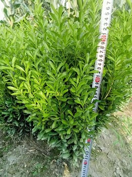 40高瓜子黃楊毛球30高瓜子黃楊基地瓜子黃楊批發(fā)瓜子黃楊價(jià)格