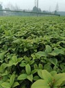 四季桂批發(fā)基地40高四季桂小苗16杯四季桂工程苗價格