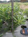 海桐基地批發(fā)，12-16杯海桐價(jià)格，海桐工程苗，海桐地苗杯苗