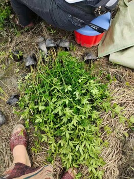 1.2米高迎春基地貴州迎春批發(fā)迎春大杯小杯迎春綠化苗價(jià)格