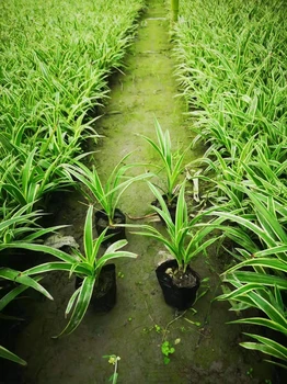 20高金邊吊蘭批發(fā)金邊吊蘭工程苗12杯，14杯金邊吊蘭基地