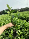 四川梔子工程苗梔子基地批發(fā)梔子12杯16杯地苗梔子籠子