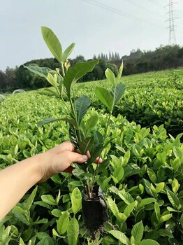 四川梔子工程苗梔子基地批發梔子12杯16杯地苗梔子籠子