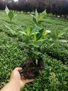 16杯二梔子基地二梔子綠化苗出售二梔子小杯價(jià)格二梔子籠子