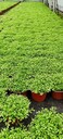 四川翠云草種植基地翠云草雙色杯批發(fā)重慶、成都草花基地