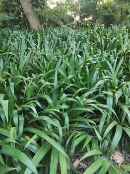 貴州、四川、重慶扁竹根基地售30-50高扁竹根扁竹根批發(fā)基地