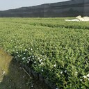 六月雪批發(fā)基地六月雪杯苗地苗出售六月雪工程苗綠化苗多