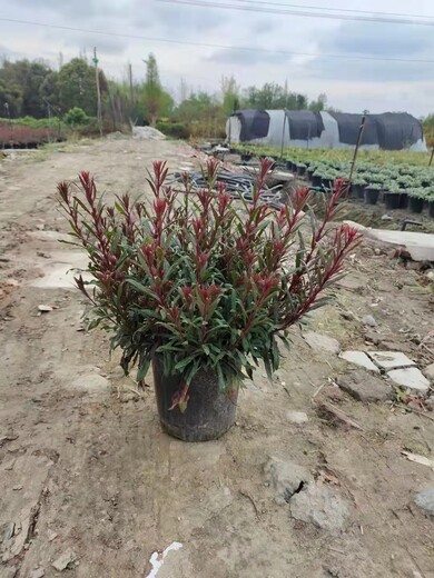 山桃草大杯小杯，山桃草批发基地，30高山桃草工程苗