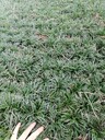 攀枝花玉龍草綠化小苗四川玉龍草地苗方盤玉龍草種植戶