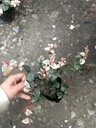 四川花葉絡(luò)石批發(fā)基地，20高花葉絡(luò)石工程苗，花葉絡(luò)石價(jià)格