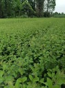 毛葉丁香批發(fā)基地毛葉丁香工程苗毛葉丁香綠籬毛葉丁香價(jià)格