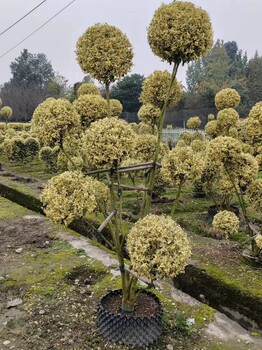 貴州金姬小蠟造型基地批發(fā)1.5米高金姬小蠟綠籬、金姬小蠟球