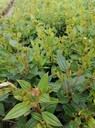 16杯巴西野牡丹基地30高巴西野牡丹批發(fā)價(jià)陜西巴西野牡丹綠化苗