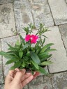 紅花石竹批發基地，石竹工程苗，石竹產地，石竹價格