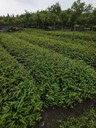 30-40高金絲桃批發基地金絲桃大杯小杯金絲桃工程苗價格