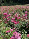 豐花月季基地批發豐花月季大杯小杯豐花月季工程苗價格