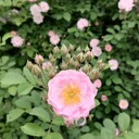 薔薇基地批發薔薇大杯小杯1-2米高薔薇價格薔薇工程苗