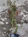 3米藤本月季基地批發(fā)藤本月季工程苗紅花藤本月季價格