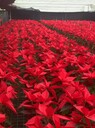 30高一品紅批發(fā)基地四川一品紅價格一品紅大杯工程苗